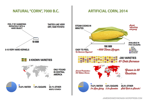artificial-natural-corn1.0